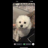 Cavapoo - Both