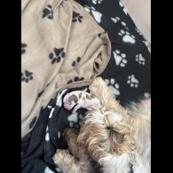 Cocker Spaniel (Working &amp; Show) - Both