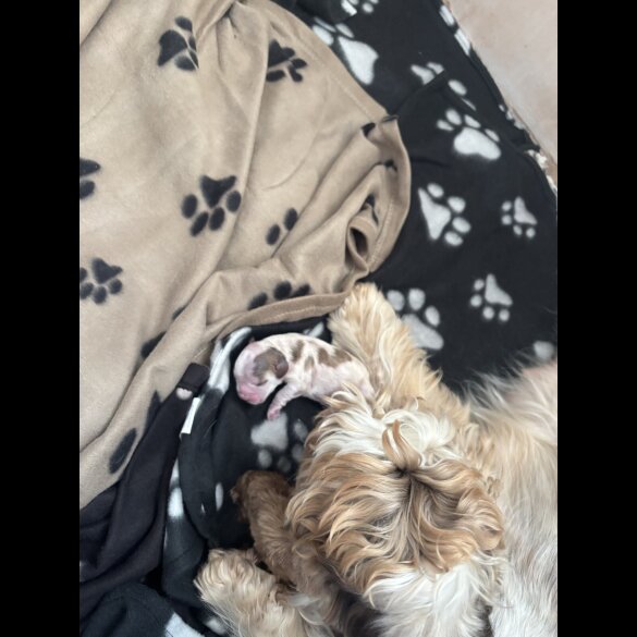 Cocker Spaniel (Working &amp; Show) - Both