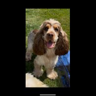 Cocker Spaniel (Working &amp; Show) - Both