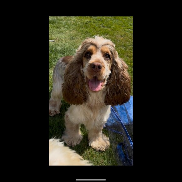 Cocker Spaniel (Working &amp; Show) - Both