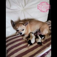 Chihuahua - Both