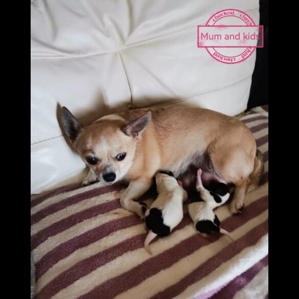 Chihuahua - Both
