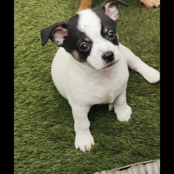 Chihuahua - Both