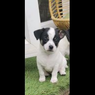 Chihuahua - Both