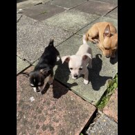 Chihuahua - Both