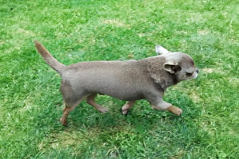 Chihuahua