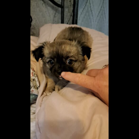 Chihuahua - Both