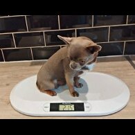 Chihuahua