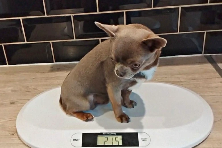 Chihuahua
