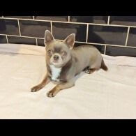 Chihuahua