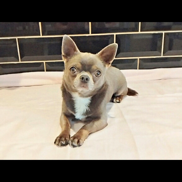Chihuahua
