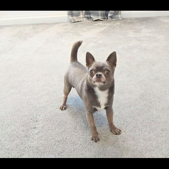 Chihuahua
