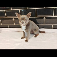 Chihuahua