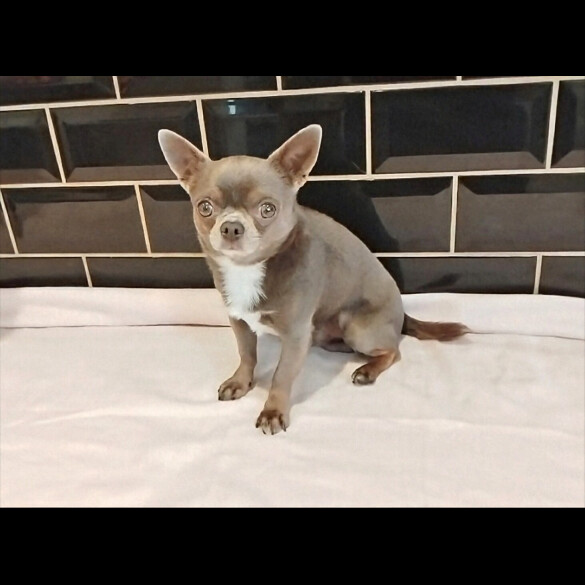 Chihuahua
