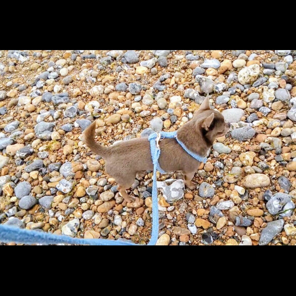 Chihuahua