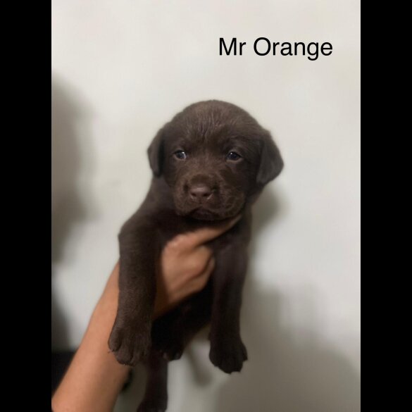 Labrador Retriever - Both