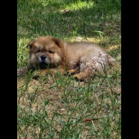 Chow Chow - Dogs