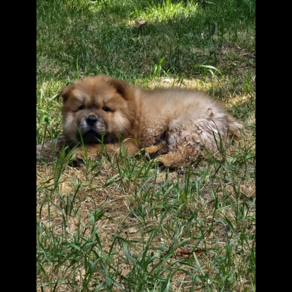 Chow Chow - Dogs