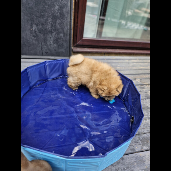 Chow Chow - Dogs