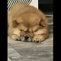 Chow Chow - Dogs