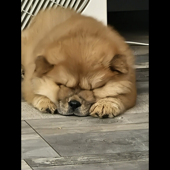 Chow Chow - Dogs