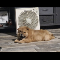 Chow Chow - Dogs