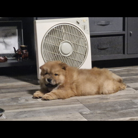 Chow Chow - Dogs
