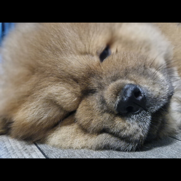Chow Chow - Dogs