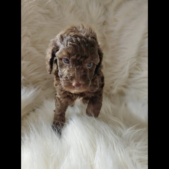 Cockapoo - Both