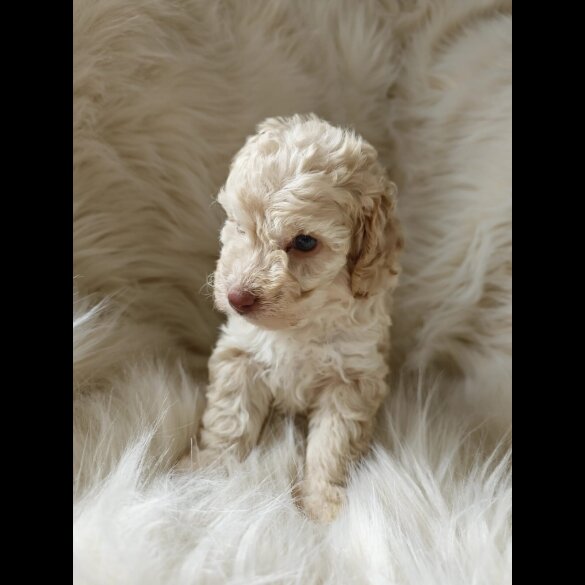 Cockapoo - Both