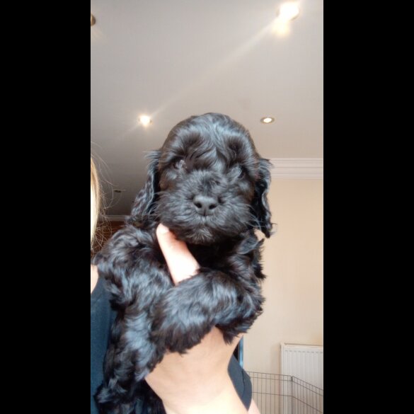 Cockapoo - Both