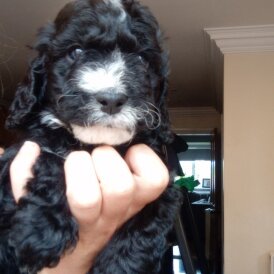 Cockapoo - Both