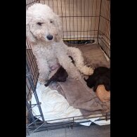 Cockapoo - Both