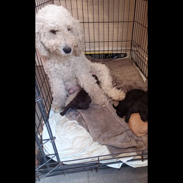 Cockapoo - Both