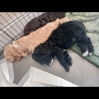 Cockapoo - Both