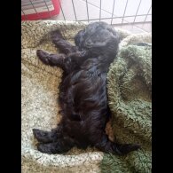 Cockapoo - Both