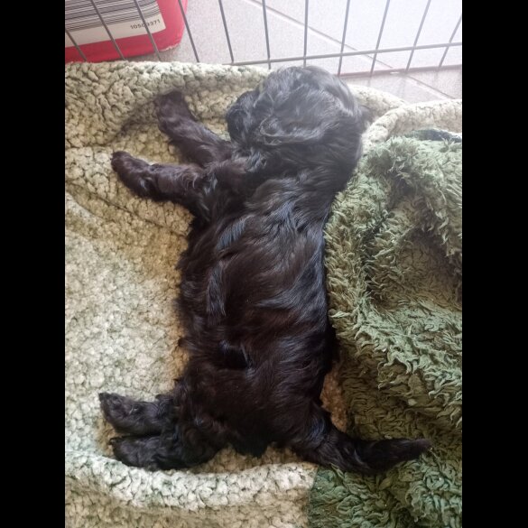 Cockapoo - Both