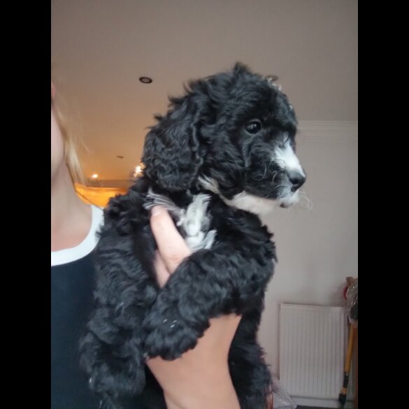Cockapoo - Both