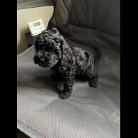 Cockapoo - Bitches