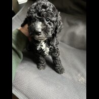 Cockapoo - Bitches