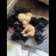 Cockapoo - Bitches