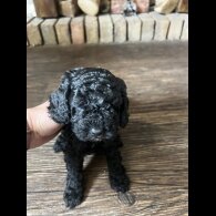 Cockapoo - Bitches