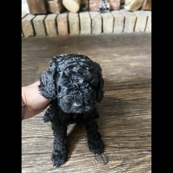 Cockapoo - Bitches