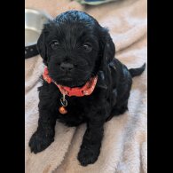 Cockapoo - Both