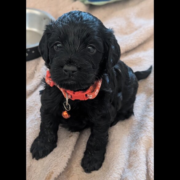 Cockapoo - Both