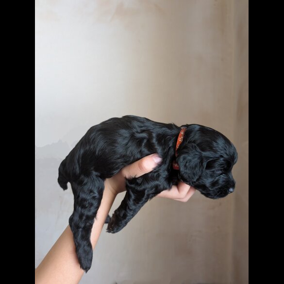 Cockapoo - Both