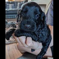 Cockapoo - Both