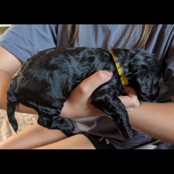 Cockapoo - Both