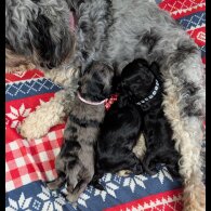 Cockapoo - Both